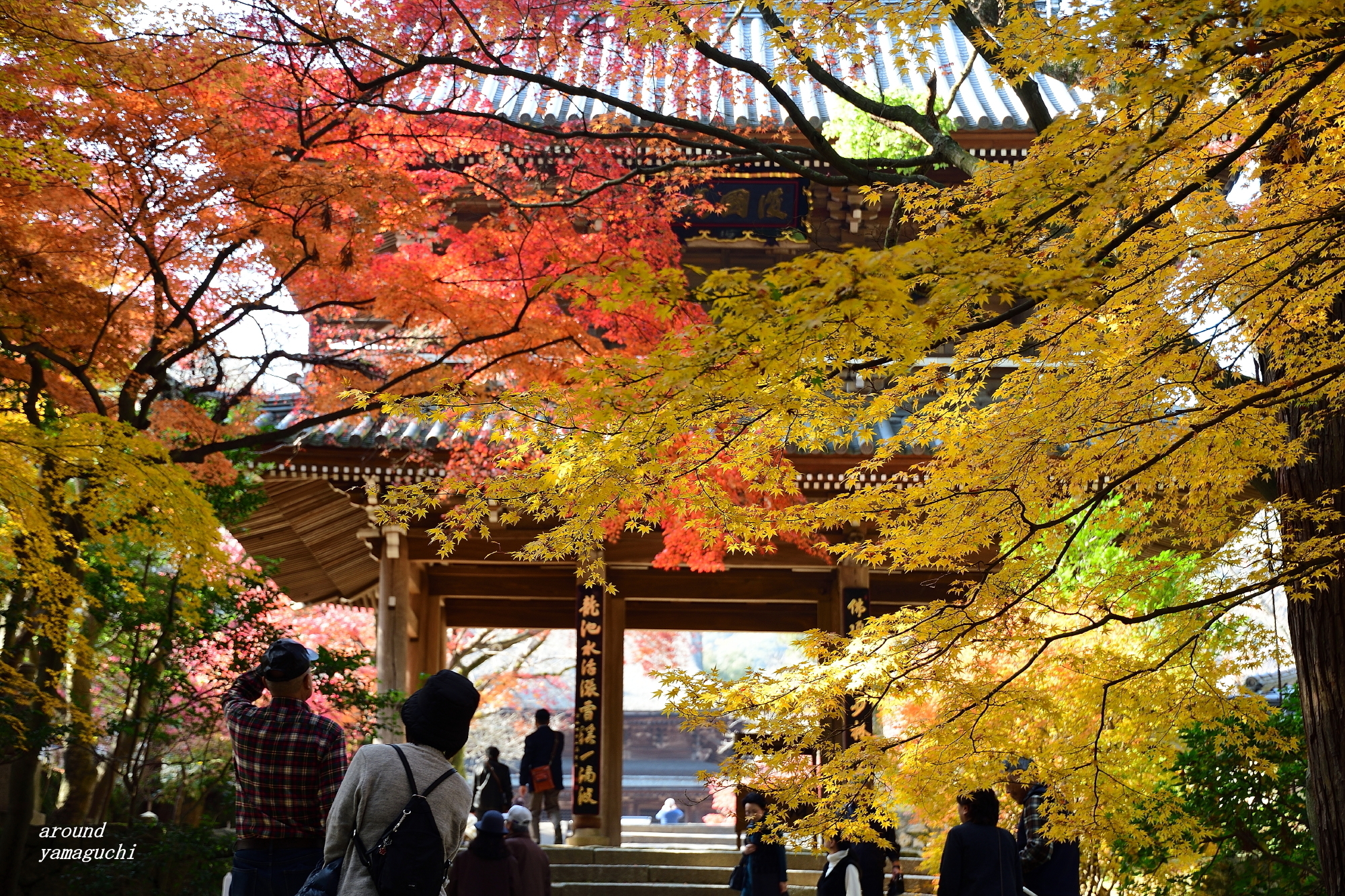 別格の美しさ 功山寺の紅葉 Around Yamaguchi 2