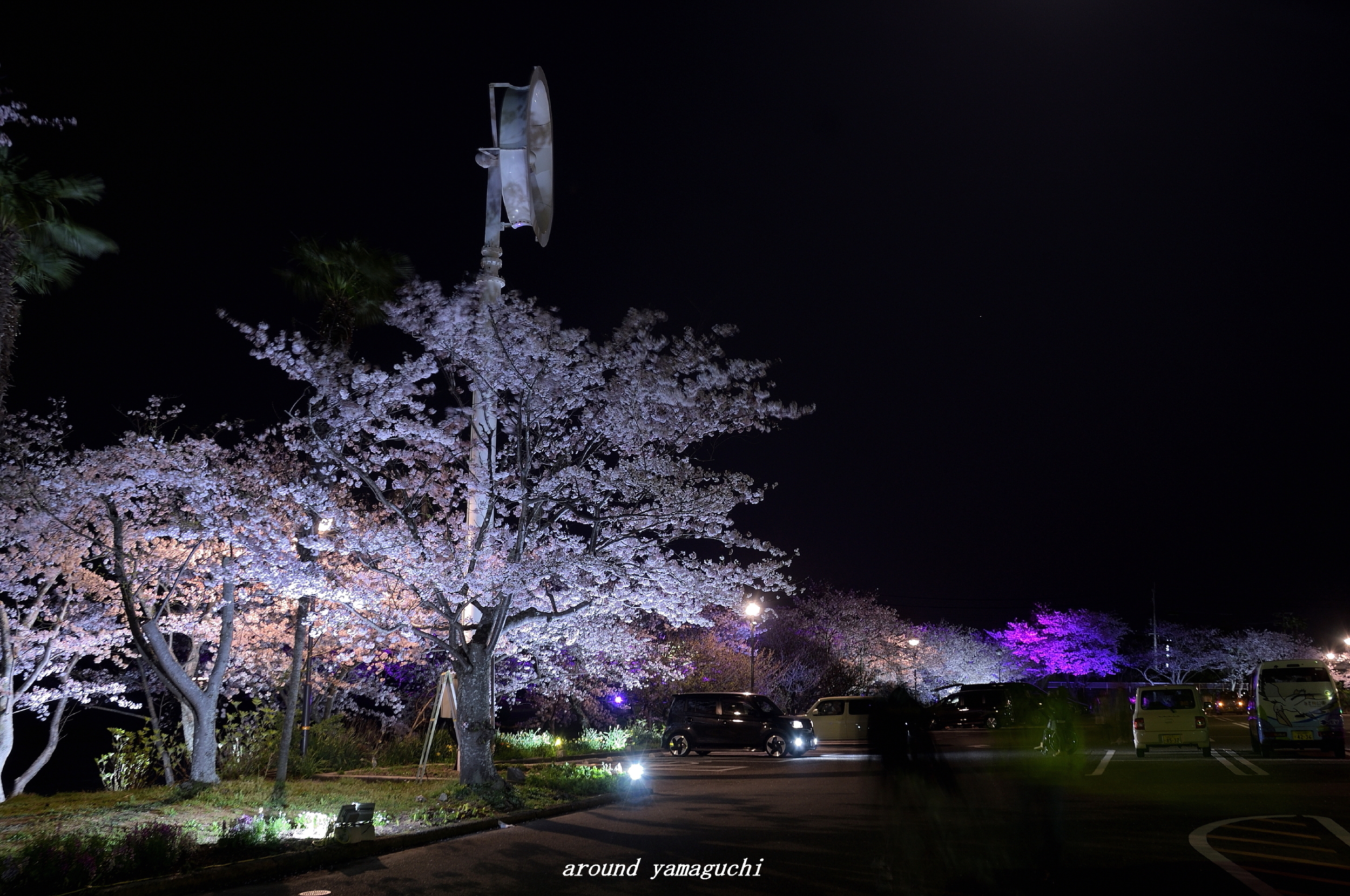 常盤公園さくらライトアップ Around Yamaguchi 2