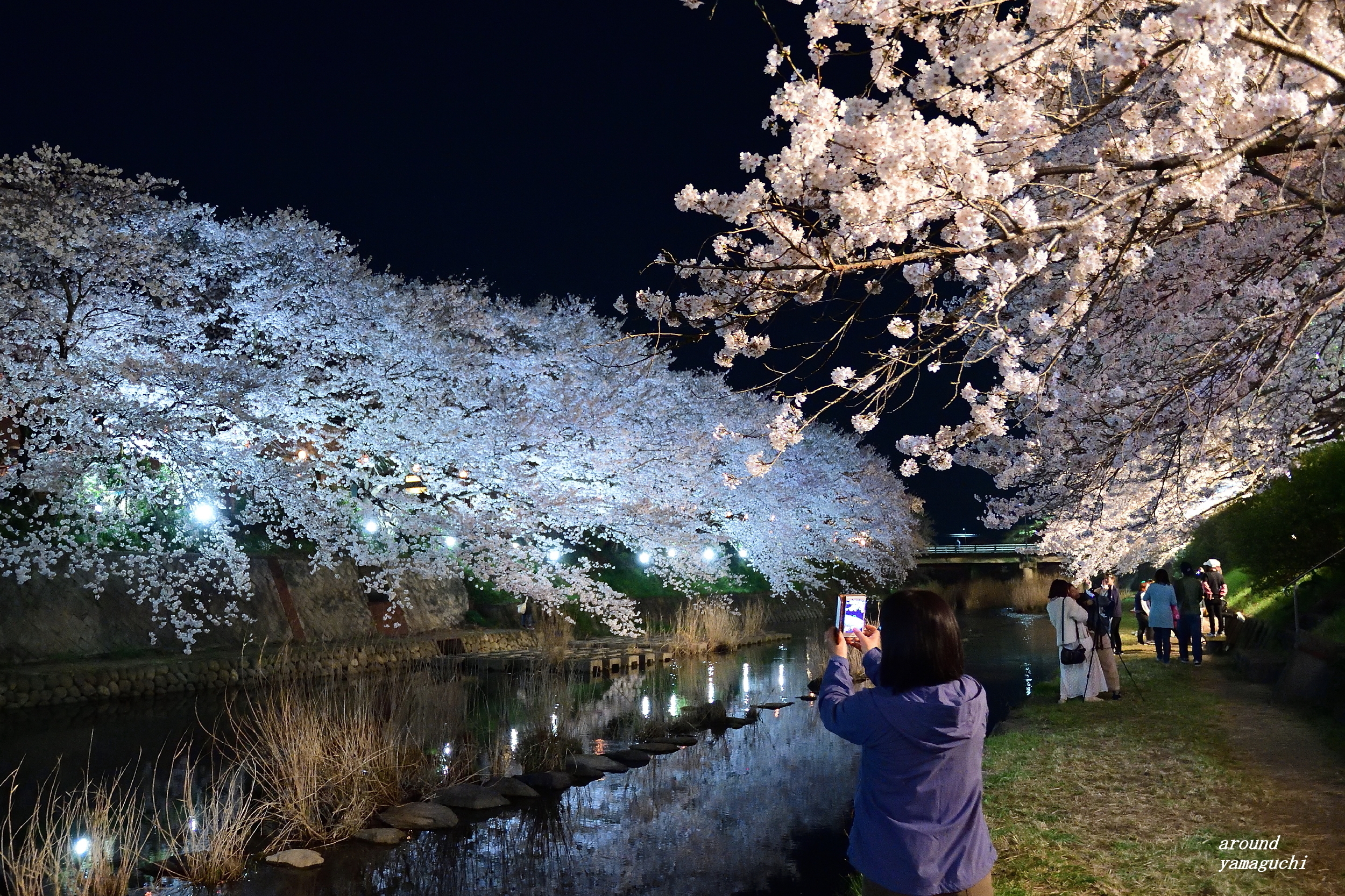 美祢さくら公園 18 Around Yamaguchi 2