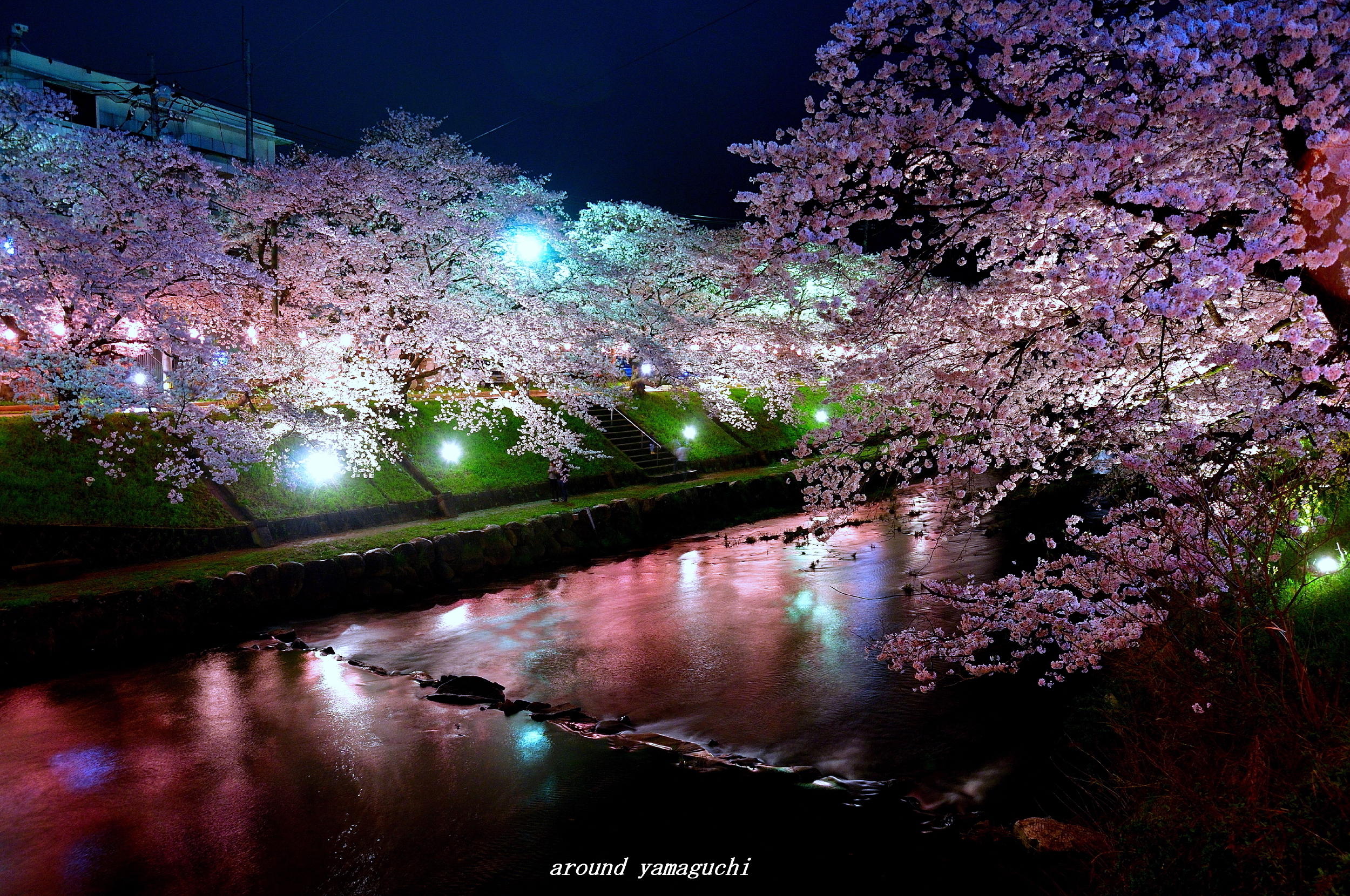 美祢さくら公園の夜桜 Around Yamaguchi 2