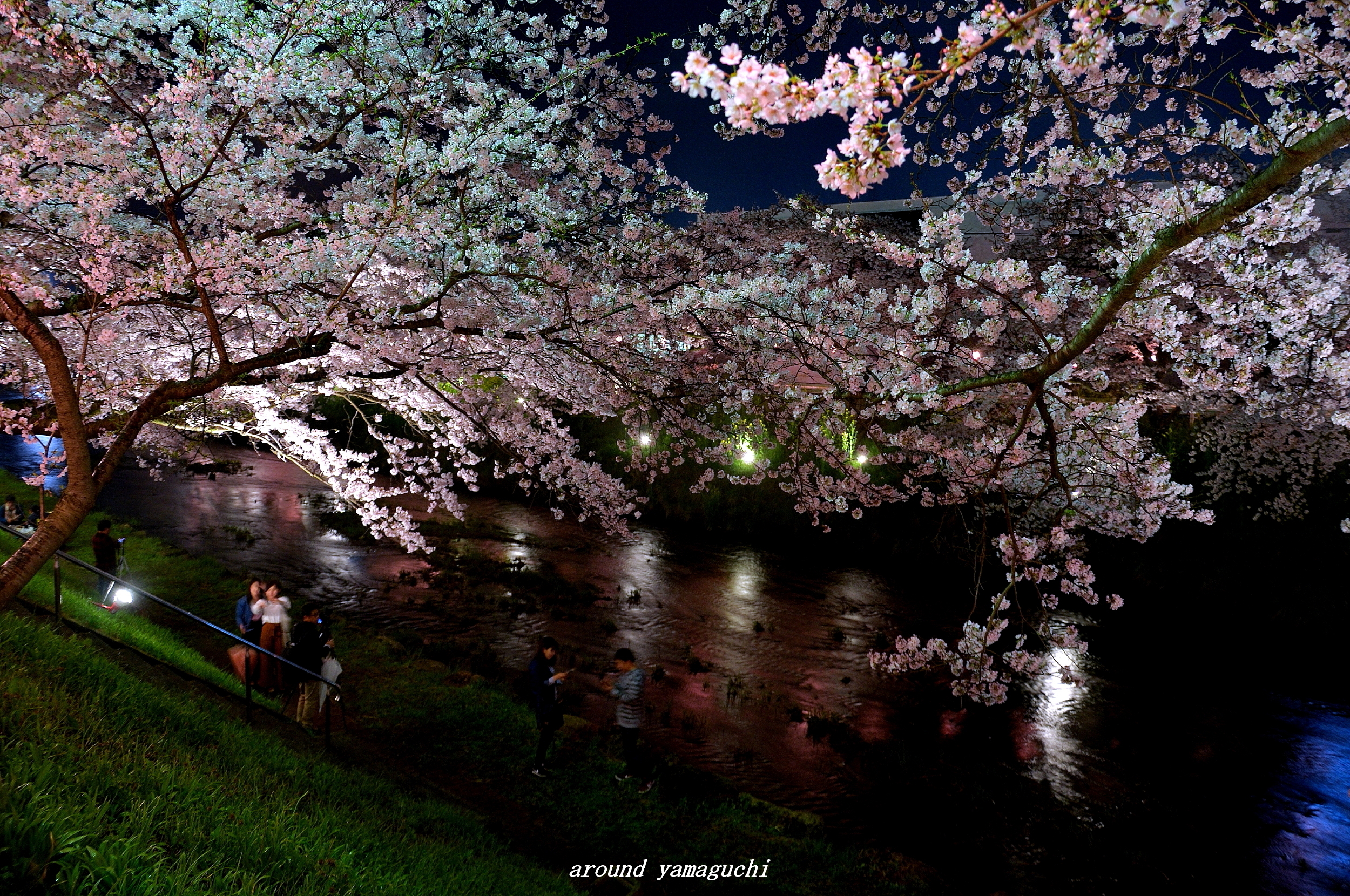 美祢さくら公園の夜桜 Around Yamaguchi 2
